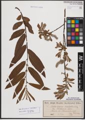 Salix burjatica Nasarow